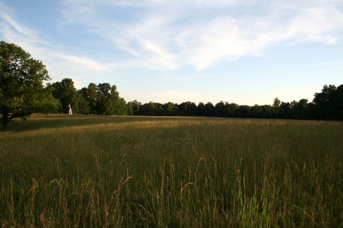 hilltop hayfield in june